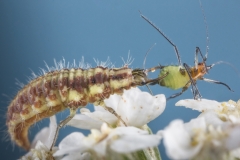 Blattlauslöwe, Larve der Florfliege©Ralph Sturm