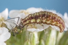 Blattlauslöwe, Larve der Florfliege©Ralph Sturm
