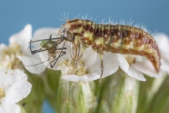 Blattlauslöwe, Larve der Florfliege©Ralph Sturm