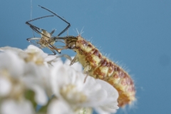 Blattlauslöwe, Larve der Florfliege©Ralph Sturm