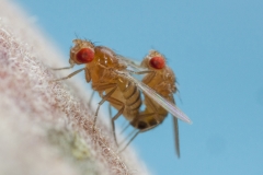 Fruchtfliege, Paarung©Ralph Sturm