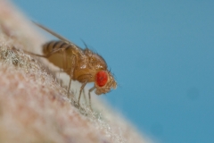 Fruchtfliege©Ralph Sturm