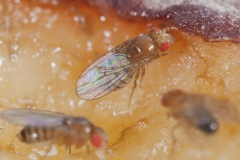 Fruchtfliegen an einem Pfirsich©Ralph Sturm