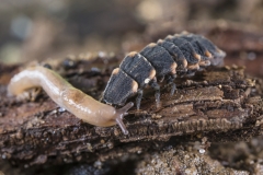 Glühwürmchen lähmt junge Nacktschnecke©Ralph Sturm