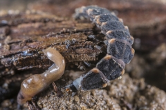 Glühwürmchen jagt junge Nacktschnecke©Ralph Sturm