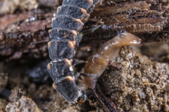 Glühwürmchen frisst junge Nacktschnecke©Ralph Sturm