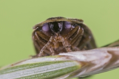 Glühwürmchen, Kopfportrait©Ralph Sturm