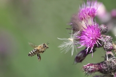 Honigbiene fliegt an Distelblüte©Ralph Sturm