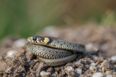 Ringelnatter, Jungtier©Ralph Sturm