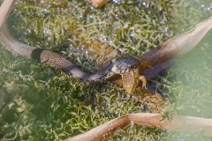 Ringelnatter frisst Grasfrosch©Ralph Sturm