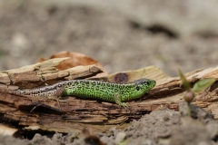 Zauneidechse©Ralph Sturm