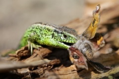 Zauneidechse frisst Nachtpfauenauge©Ralph Sturm