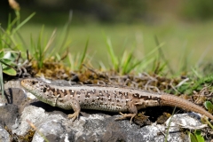 Zauneidechse, Weibchen©Ralph Sturm