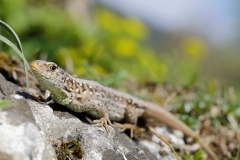 Zauneidechse, Weibchen©Ralph Sturm