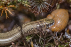 Blindschleiche frisst Nacktschnecke©Ralph Sturm