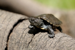 Europäische Sumpfschildkröte, Jungtier©Ralph Sturm