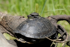 Europäische Sumpfschildkröte, Jungtier auf Mutter©Ralph Sturm