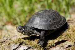 Europäische Sumpfschildkröte©Ralph Sturm