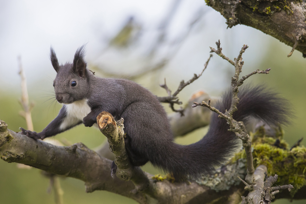 Eichhörnchen©Ralph Sturm