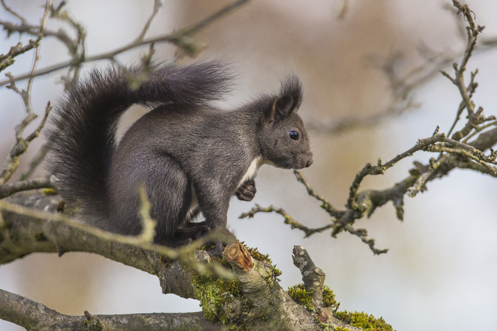 Eichhörnchen©Ralph Sturm