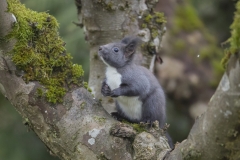 Eichhörnchen©Ralph Sturm