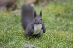 Eichhörnchen©Ralph Sturm