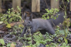 Eichhörnchen©Ralph Sturm