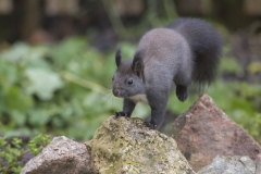 Eichhörnchen©Ralph Sturm
