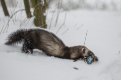 Iltis mit Eisvogel©Ralph Sturm