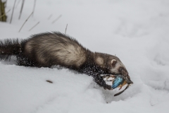 Iltis mit Eisvogel©Ralph Sturm