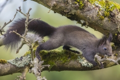 Eichhörnchen©Ralph Sturm