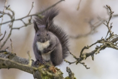 Eichhörnchen©Ralph Sturm