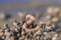 Regenwurm -©Ralph Sturm