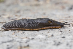 Schwarze Wegschnecke - ©Ralph Sturm