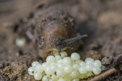 Spanische Wegschnecke mit Eigelege - ©Ralph Sturm