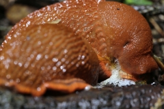 Rote Wegschnecke - ©Ralph Sturm