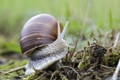 Weinbergschnecke - ©Ralph Sturm