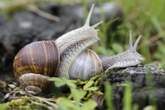 Weinbergschnecke - ©Ralph Sturm