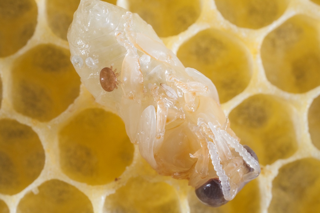 Varroamilbe auf Bienenpuppe - ©Ralph Sturm