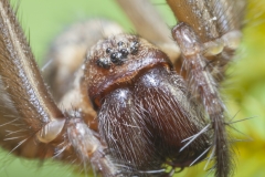 Große Winkelspinne - ©Ralph Sturm