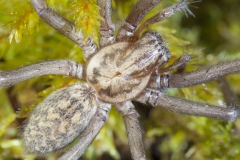Große Winkelspinne - ©Ralph Sturm