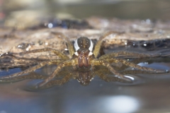 Gerandete Jagdspinne - ©Ralph Sturm