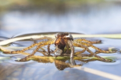 Gerandete Jagdspinne - ©Ralph Sturm