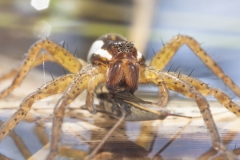 Gerandete Jagdspinne - ©Ralph Sturm