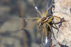 Gerandete Jagdspinne - ©Ralph Sturm