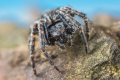 Spaltenkreuzspinne - ©Ralph Sturm
