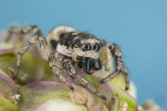 Zebraspringspinne - ©Ralph Sturm