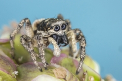 Zebraspringspinne - ©Ralph Sturm