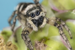 Zebraspringspinne - ©Ralph Sturm