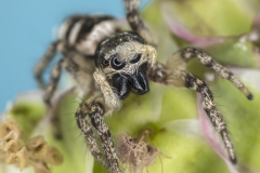 Zebraspringspinne - ©Ralph Sturm